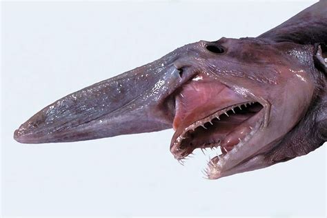Tiburón Duende Características Alimentación Hábitat Reproducción