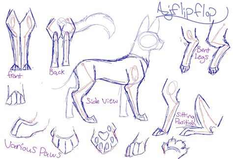 Huge collection, amazing choice, 100+ million high quality, affordable rf and rm images. Cat Anatomy Drawing at GetDrawings | Free download