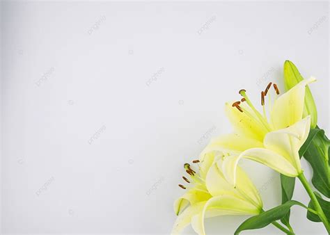 Background Bunga Lily For Free Myweb