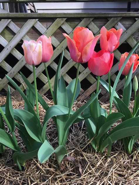 My First Year Growing Tulips Darwin Hybrids Im Hooked Gardening