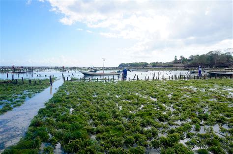 The Seaweed Farmers Of Nusa Lembongan Now Bali