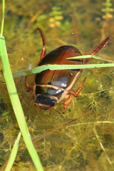 10 Things You Should Know About Water Beetles Aai Pest Control Blog