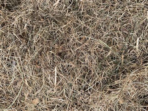 Background Texture Dry Yellow Hay Mowed Dry Grass Lies On A Heap