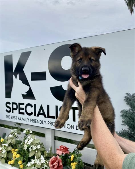 2022 German Shepherd Puppies Litter C K 9 Specialists