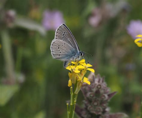Mazarine Blue Cyaniris Semiargus Butterflies Of Great Britain Flickr