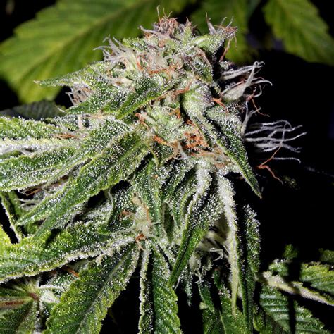 Reeferman Genetics Pink Kush Feminized Seeds Old School Breeders