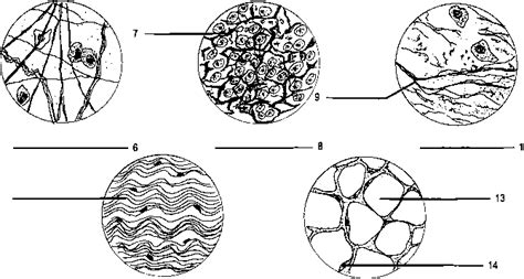 We did not find results for: Connective Tissue - Power Objective - GUWS Medical