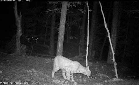 Romping And Rolling In The Rockies Bobcat And Mountain Lion Marking