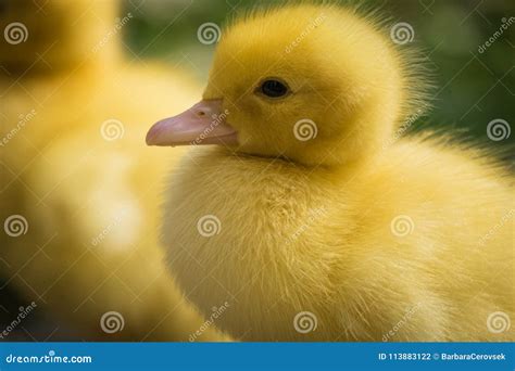 Portrait Of Cute Little Yellow Baby Fluffy Muscovy Duckling Close Up