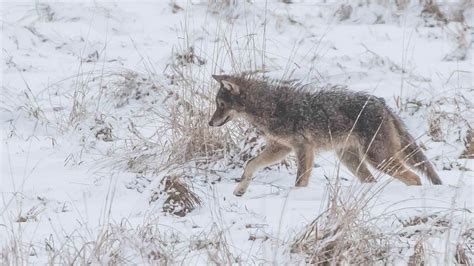 Alta Vista Leads Record Breaking Year For Coyote Sightings Capital
