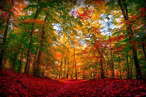 Autumn Forest Hd Wallpaper Background Image 2048x1362
