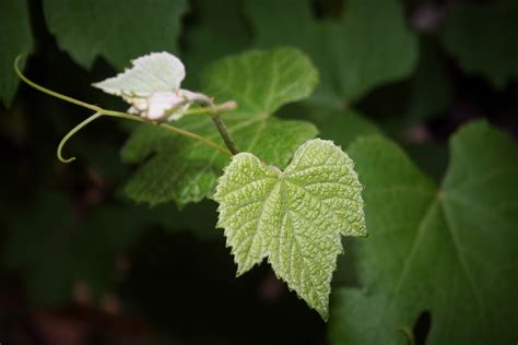 Young Vine Leaf Free Stock Photo Public Domain Pictures