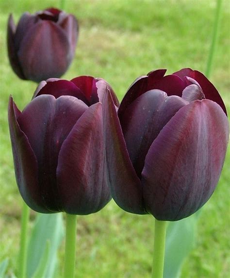 She Is Deep Velvety Maroon Appearing As Glistening Black In The