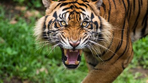 Teeth Big Cats Animals Tiger Wallpapers Hd Desktop
