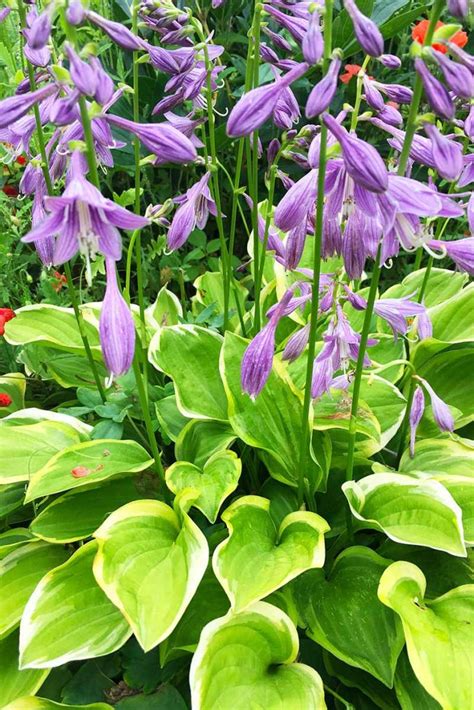 How To Grow And Care For Hostas Plantain Lilies Gardeners Path