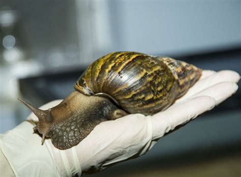 Giant Land Snails Found In Woman S Luggage At Texas Airport