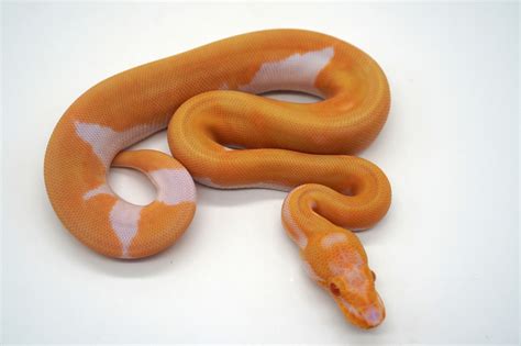 Super Orange Dream Yb Enchi Leopard Pastel Candino Pied Ball Python By Ozzy Boids Llc Morphmarket