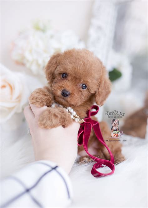 Toy Poodle Breeders In South Florida Toywalls