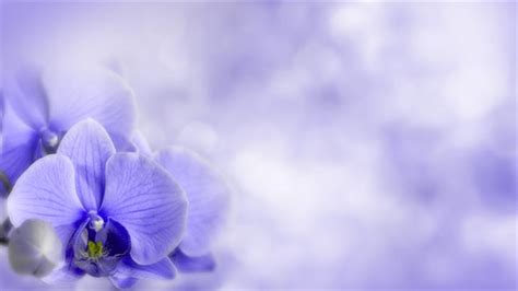Download Light Purple Flowers Wallpaper Beautiful By Rmurray64