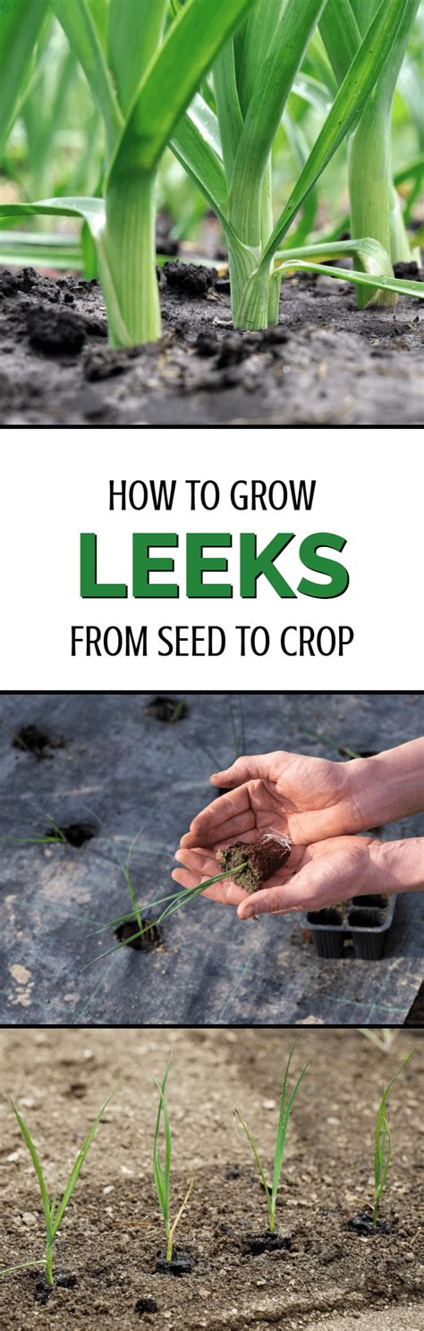 Growing Leeks From Seed Dreamley