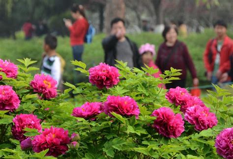 Visitors View Peony Flowers In China S Luoyang On Qingming Festival Cn