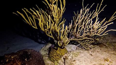 Paradise Reef Cozumel Night Diving Youtube
