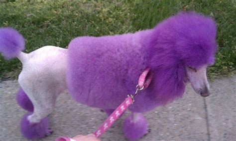 My Friend Ashley Did This Beautiful Poodle Pink Poodle Poodle