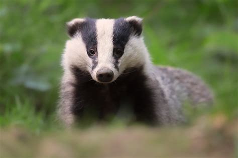 Photographing Badgers Francis J Taylor Photography
