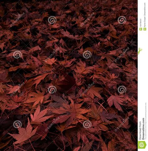 The evidence of the (acer) leaf scorch presents itself as drying leaves. Brown Acer Autumn Leaves Squared Image stock - Image du ...