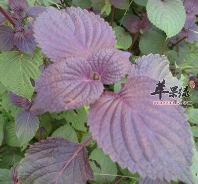 (min bei, min nan) 做大水. 紫苏的功效与作用及食用方法_紫苏是什么_紫苏叶图片_苹果绿