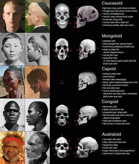 race science infographics archive [biology genetics anthropology etc] thuletide
