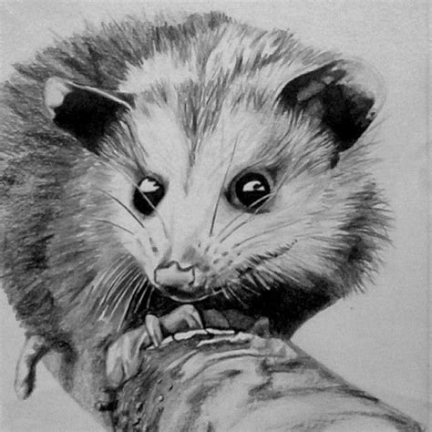 Cute Simple Possum Drawing Drawing An Opossum Bocara Ton Accountant