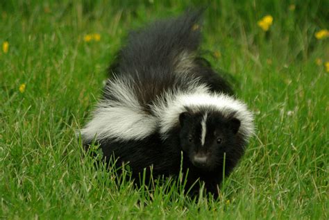 What To Do if You or a Family Member Gets Sprayed By a Skunk - Chimney