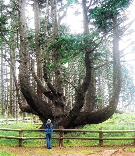 Octopus Tree Cape Mears Oregon Usa Weird Trees Unique Trees Old Trees