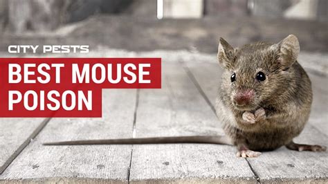Top 6 Best Mouse Poisons To Buy In 2024