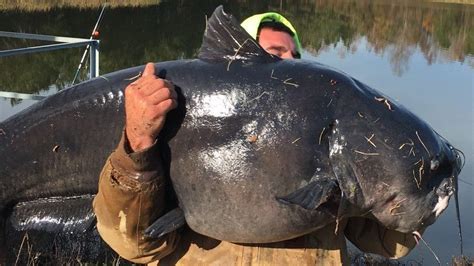 Look At This Giant Catfish Gizmodo Australia