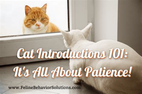 Cat Introductions 101 Its All About Patience Feline Behavior