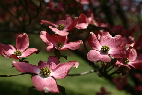 Flowers Spring Dogwood Pink Flowers Free Nature Pictures By