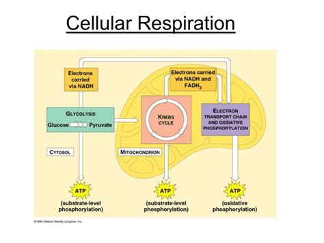 The reactants are the materials needed for the process: Cellular Respiration
