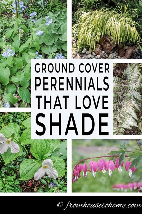 Shade Ground Cover Perennials That Will Keep The Weeds Down Gardening