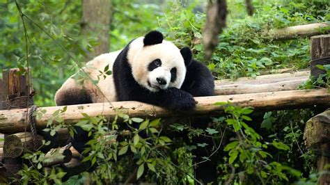 Giant Pandas Endangered