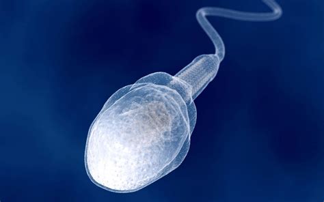 Sperm Evolution Becomes Supercharged Only When They Swim Inside Females