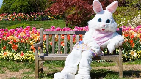 Dates Announced For Easter Bunny At Local Malls Wthr