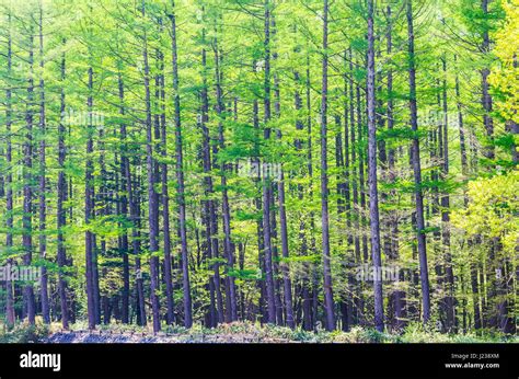 Nagano Forest Hi Res Stock Photography And Images Alamy