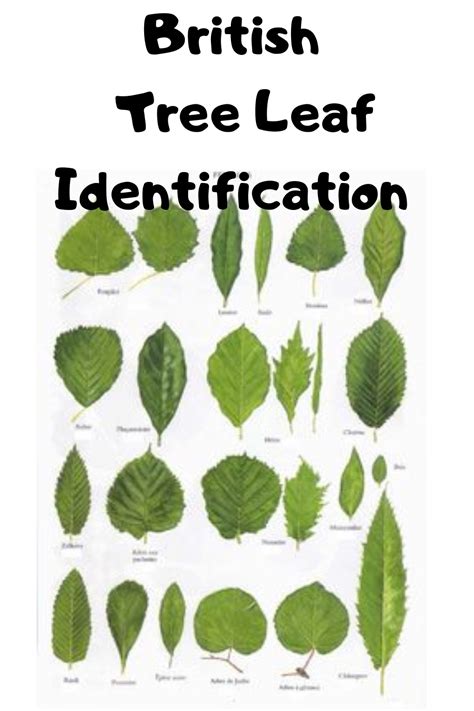 Identify Tree Leaf Chart