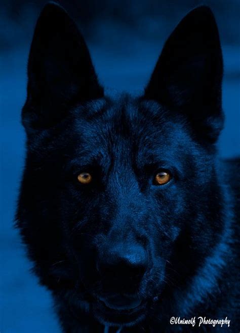 This Is One Of The Most Awesomely Amazing K9 Shots Ever Sgt Ace