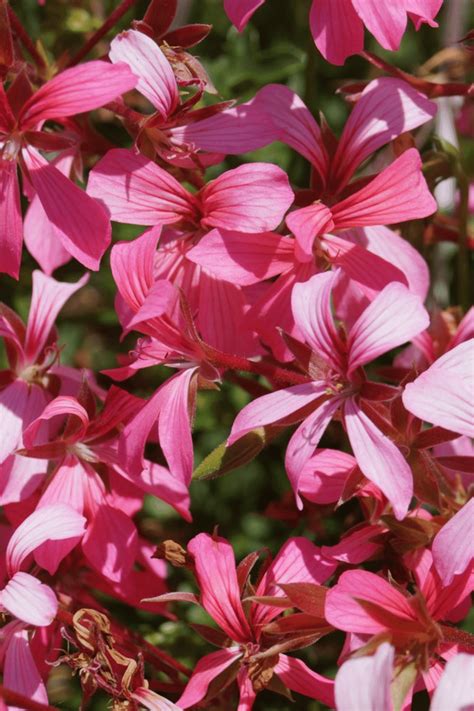 Mini Cascade Pink Ivy Geranium Geranium Plant Ivy Geraniums Geraniums