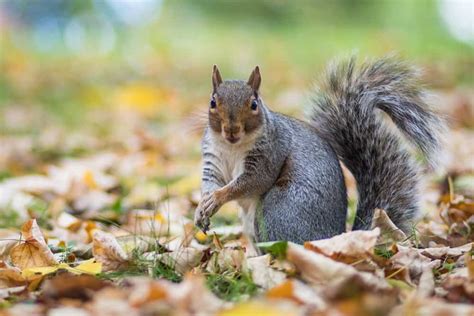 Red Squirrel Vs Grey Squirrel Key Differences Explained Wiki Point