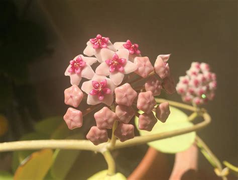 Hoya Blooms Are Extremely Cute ‿ Rplants