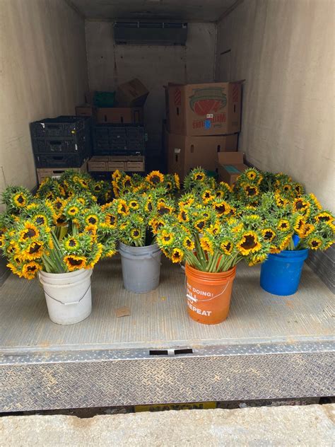 Here Come The Sunflowers This Week S Farm Market Report Norman S